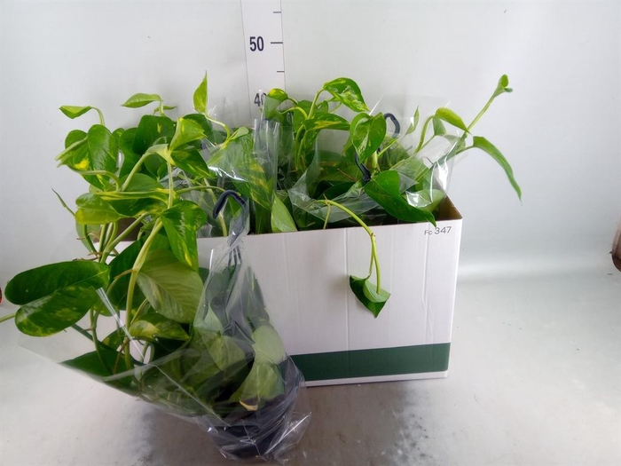 Epipremnum pinn.   HG