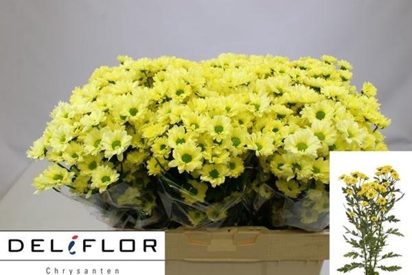 <h4>CHR SAN TEDDY</h4>