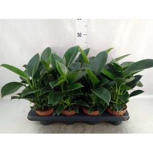 Philodendron  'Green Princess'