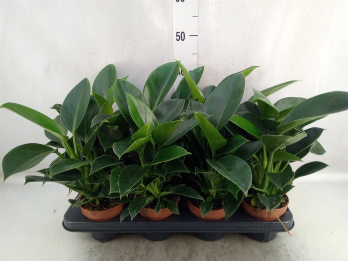 Philodendron  'Green Princess'