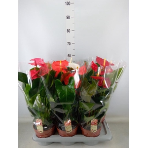 Anthurium   ...mix 4