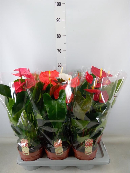 <h4>Anthurium ...mix 4</h4>