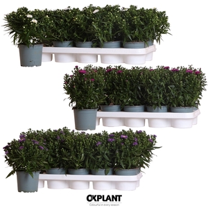 Aster Starletta Serie diverse