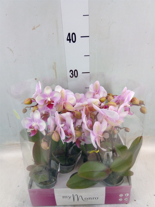 <h4>Phalaenopsis   ...rose</h4>