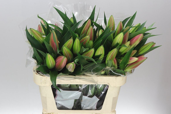 <h4>Lil Or Dalian</h4>