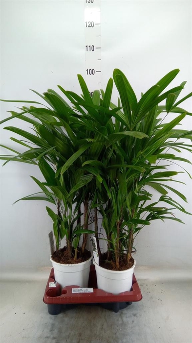 <h4>Rhapis excelsa</h4>
