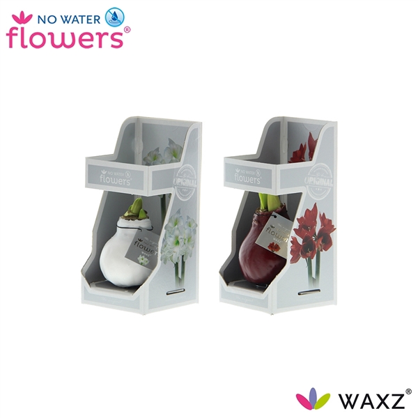 No Water Flowers Waxz® Colorz in Gift Box