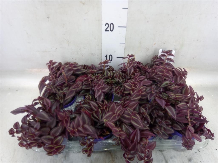 <h4>Tradescantia   ...</h4>