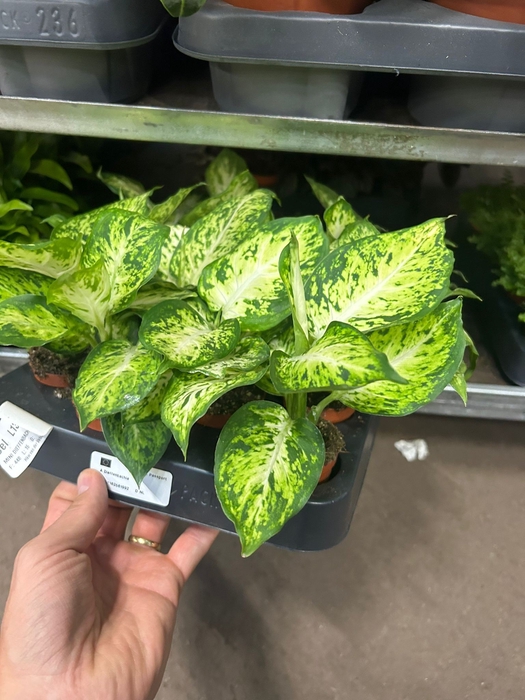 MINI DIEFFENBACHIA AMY