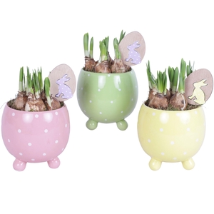 Easter Arr. Narcis Ceramic Ball Pot Dots Pnk/Yel/Gree Ø14cm