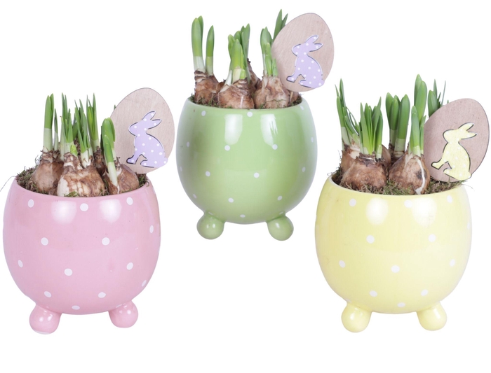 <h4>Easter Arr. Narcis Ceramic Ball Pot Dots Pnk/Yel/Gree Ø14cm</h4>