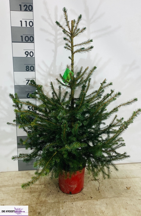 <h4>PICEA OMORIKA</h4>