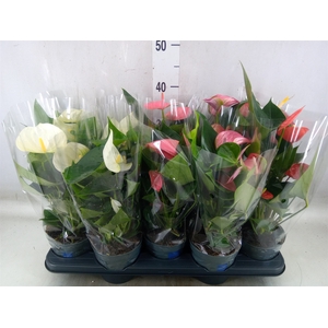 Anthurium   ...mix