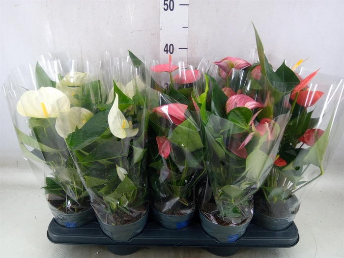 <h4>Anthurium   ...mix</h4>