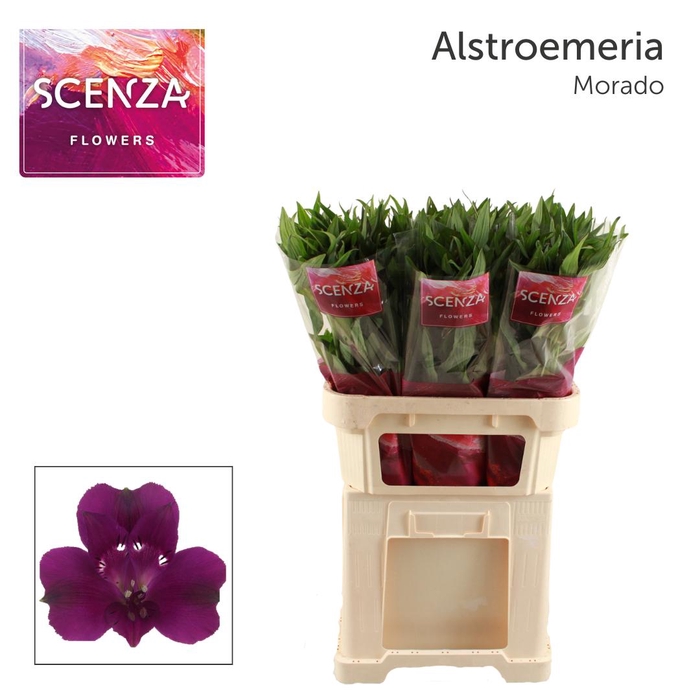 <h4>ALSTR MORADO scenza</h4>