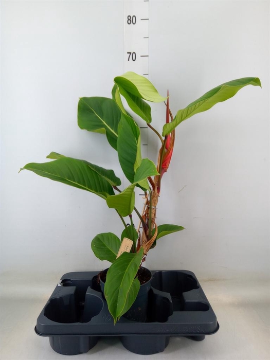<h4>Philodendron   ...</h4>