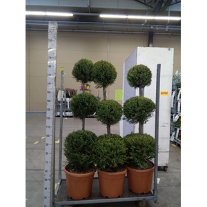 xCupressocyparis ley.   ...