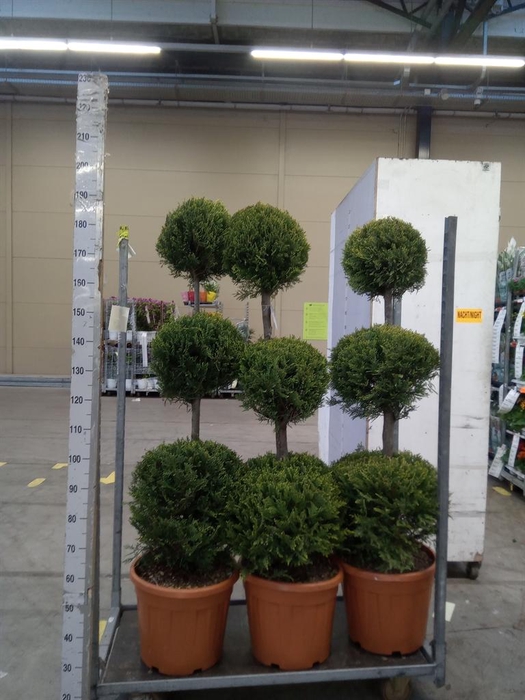 <h4>xCupressocyparis ley.   ...</h4>