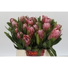 Protea Pink Ice