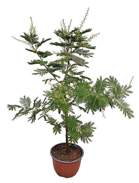 <h4>MIMOSA PUDICA</h4>