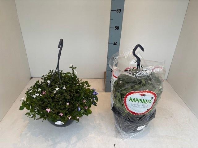 <h4>PERKPL MIXK</h4>