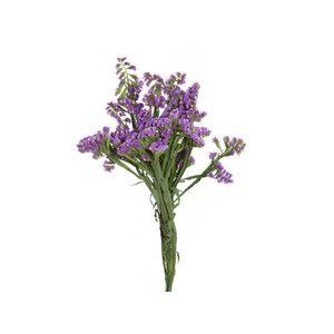 STATICE SINZII LAVENDERISH 070 CM
