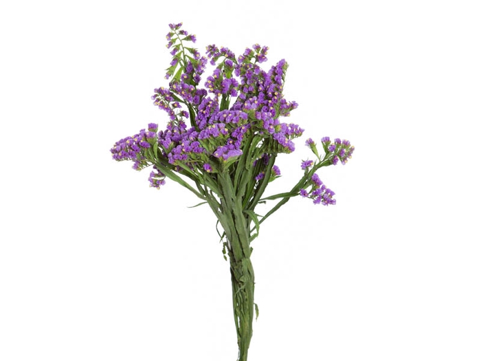 <h4>STATICE SINZII LAVENDERISH 080 CM</h4>