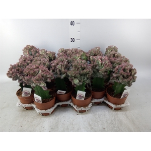 Euphorbia lactea 'Cristata'
