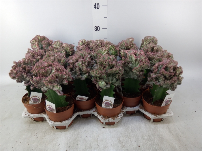 <h4>Euphorbia lactea 'Cristata'</h4>