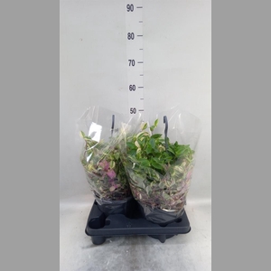 Tradescantia flum.