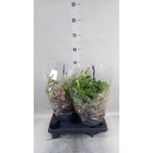 Tradescantia flum.