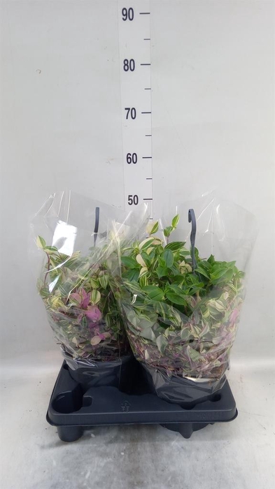 <h4>Tradescantia flum.</h4>