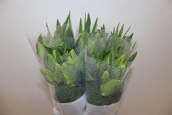 <h4>Tu Fr Pa Avignon</h4>