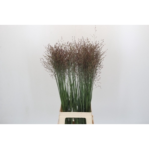 Panicum Squaw