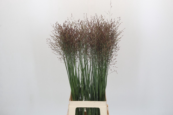Panicum Squaw