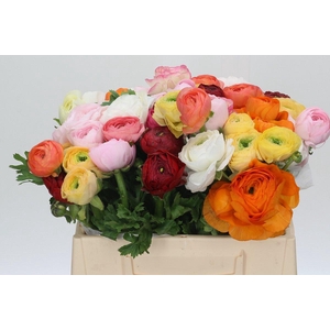 Ranunculus Clooney Rainbow