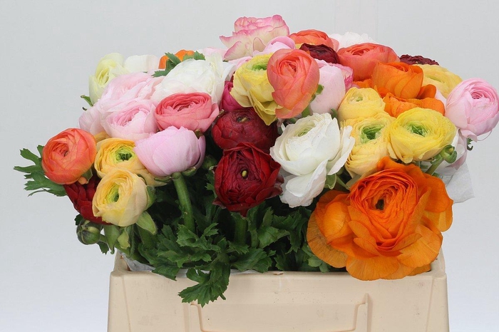 <h4>Ranunculus Clooney Rainbow</h4>
