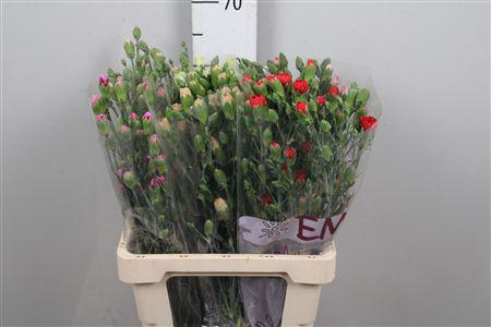 <h4>Di Tr Gem In Fust</h4>