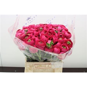 RANUNCULUS CLONI EXTRA