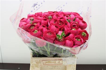 <h4>RANUNCULUS CLONI EXTRA</h4>