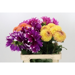 Dahlia Gemengd in fust