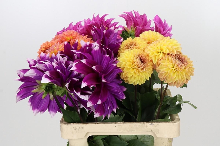 <h4>Dahlia Gemengd in fust</h4>