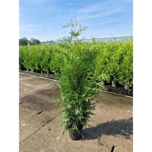 Thuja occ. 'Brabant'