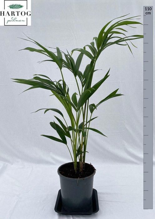 <h4>HOWEA FORSTERIANA</h4>