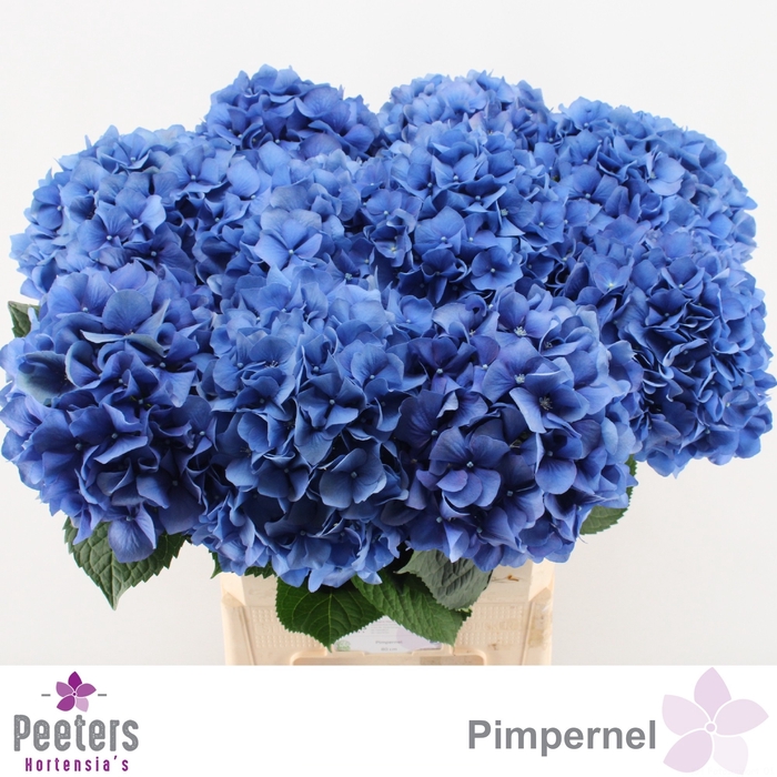 <h4>HYDR M CH PIMPERNEL</h4>