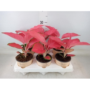 Aglaonema   ...