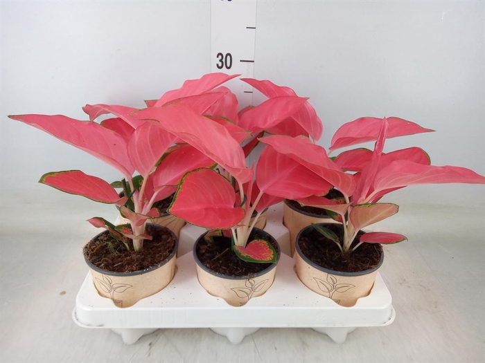 <h4>Aglaonema ...</h4>