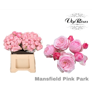R TR MANSFI PINK PA