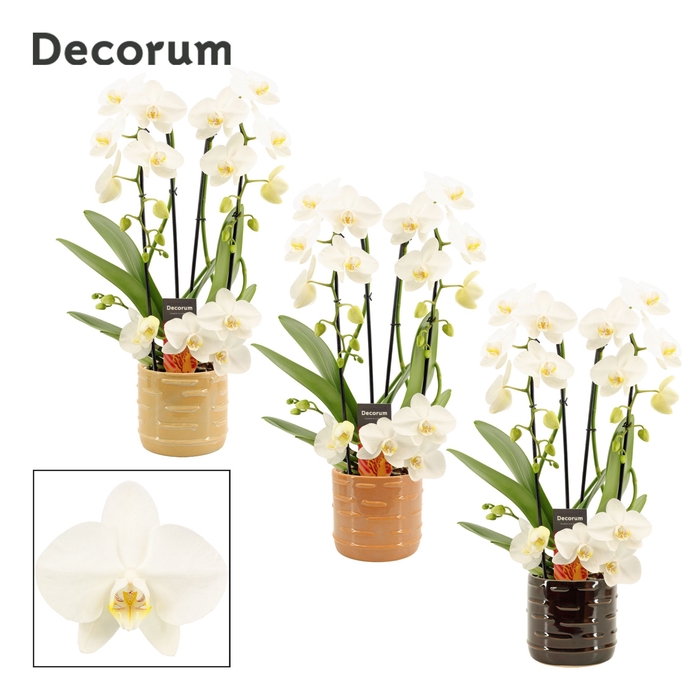 <h4>Phalaenopsis twirl wit in Lois (Deco-collection)</h4>