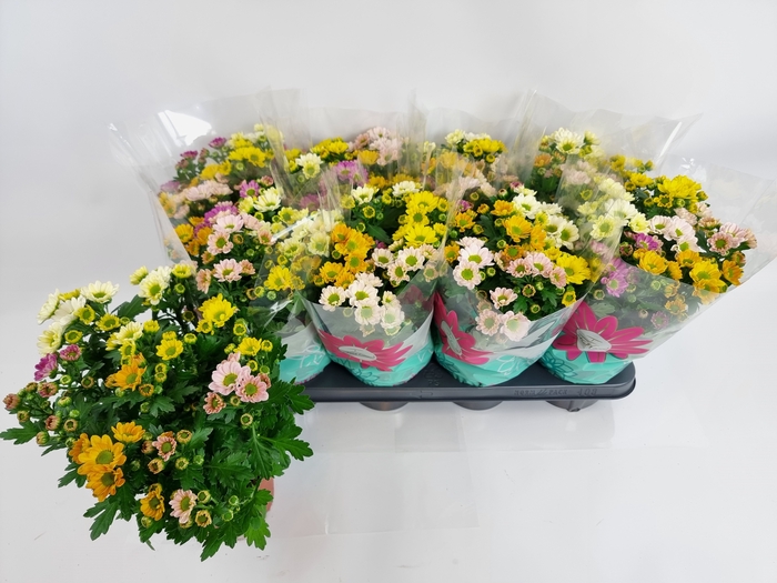 <h4>CHRYS ROSSI GEM POT</h4>